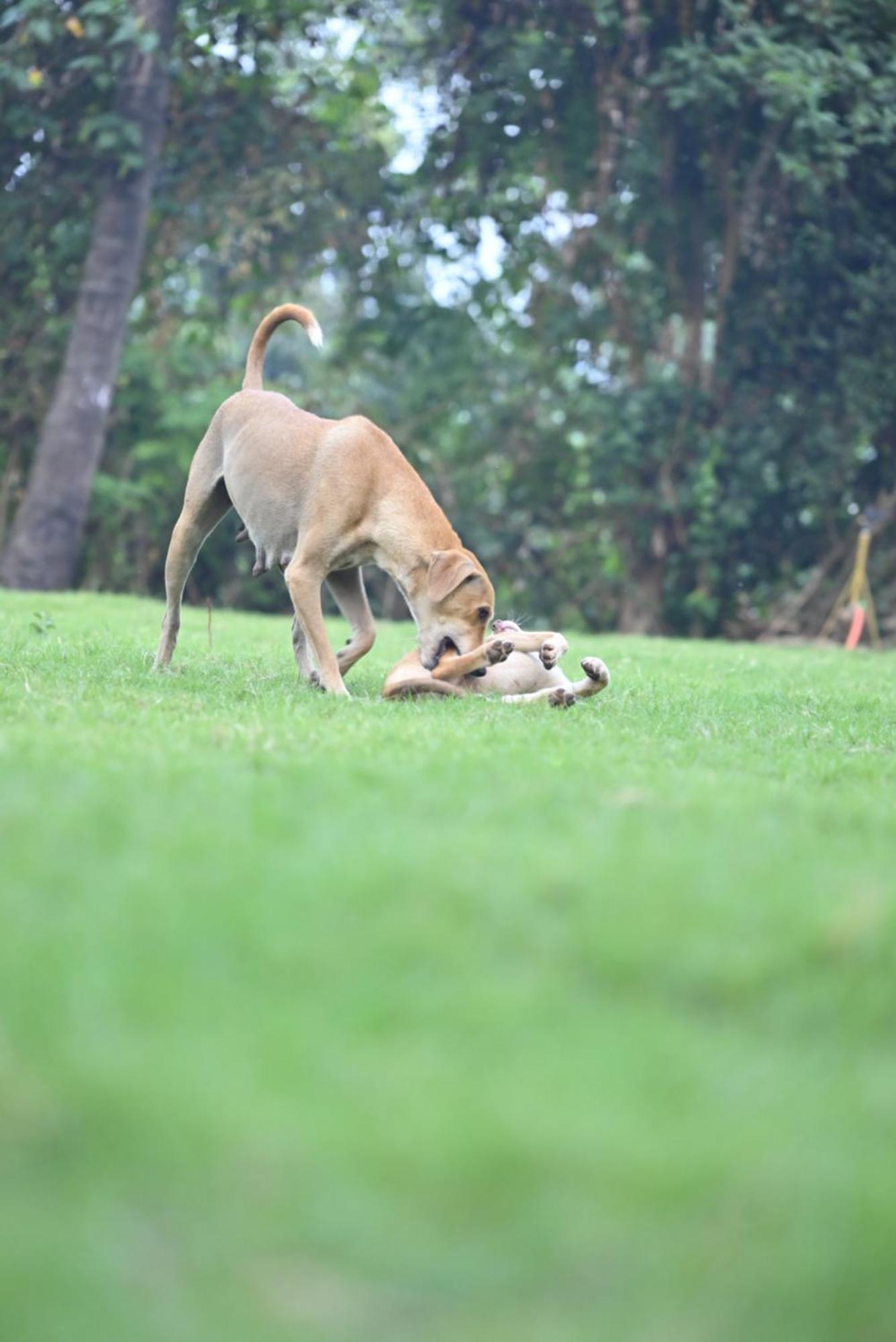 Amee'S Retreat Hotel Diveagar Bagian luar foto